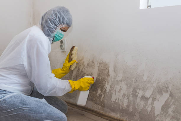 Best Professional Mold Removal  in Keeler Farm, NM
