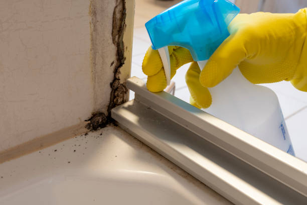 Mold Testing and Removal in Keeler Farm, NM