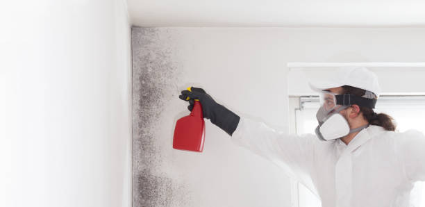 Best Mold Cleaning Services  in Keeler Farm, NM